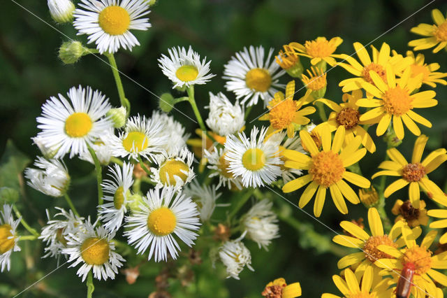 Sweet Scabious / White Top (Erigeron annuus)