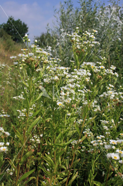 Zomerfijnstraal (Erigeron annuus)