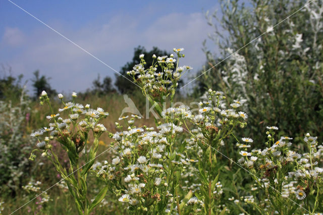 Zomerfijnstraal (Erigeron annuus)