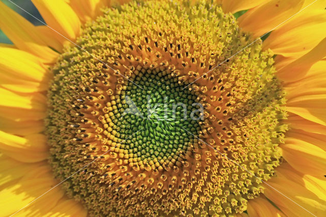 Zonnebloem (Helianthus annuus)