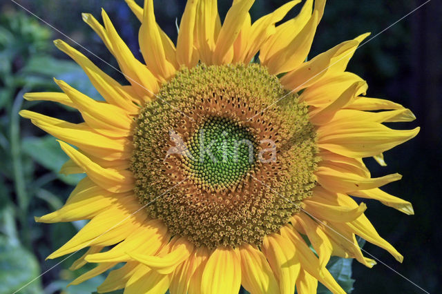 Zonnebloem (Helianthus annuus)