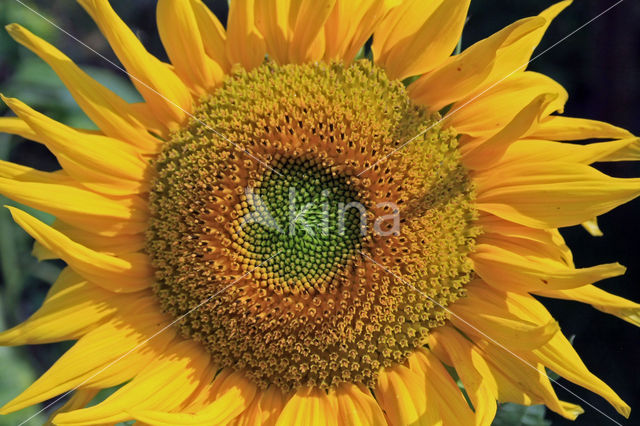 Zonnebloem (Helianthus annuus)