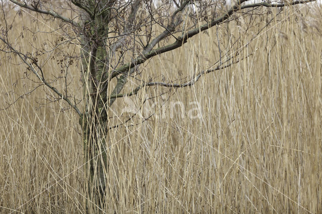 black alder (Alnus glutinosa)