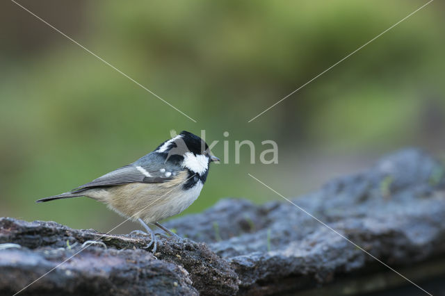 Zwarte Mees (Parus ater)