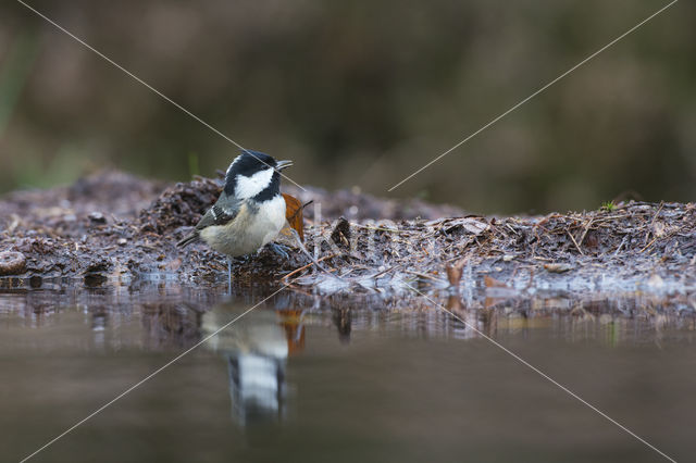 Coal Tit (Parus ater)