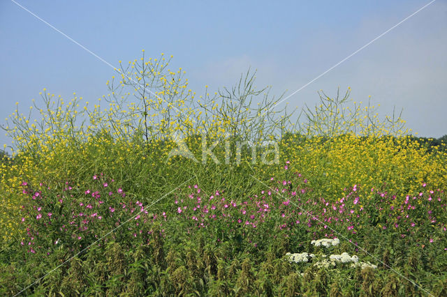 Zwarte mosterd (Brassica nigra)