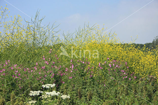 Zwarte mosterd (Brassica nigra)