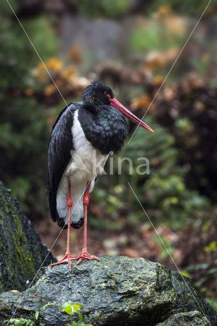 Zwarte Ooievaar (Ciconia nigra)