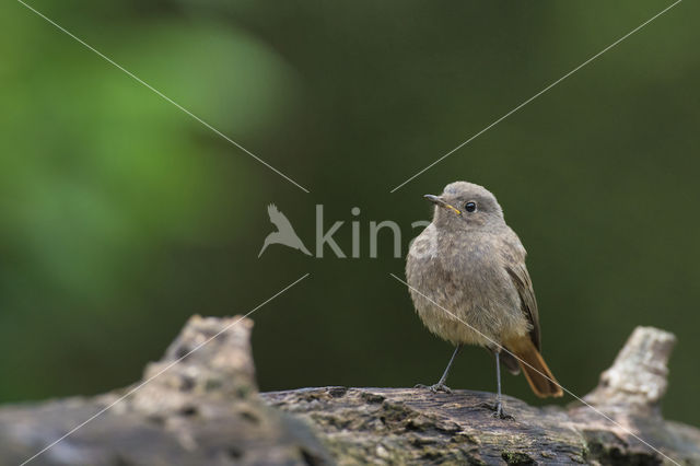 Zwarte Roodstaart (Phoenicurus ochruros)