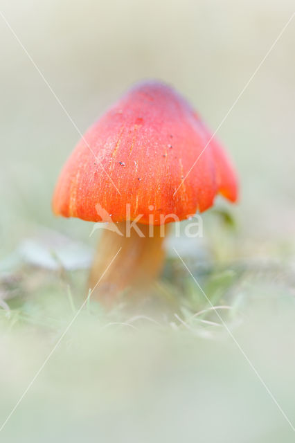 Blackening Waxcap (Hygrocybe conica)