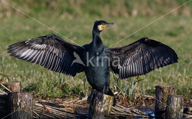 Great Cormorant (Phalacrocorax carbo)