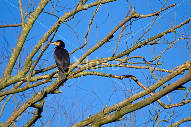 Cormorant (Nannopterum harrisi)