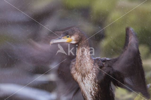 Cormorant (Nannopterum harrisi)