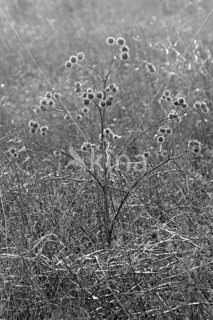 Creeping Thistle (Cirsium arvense)