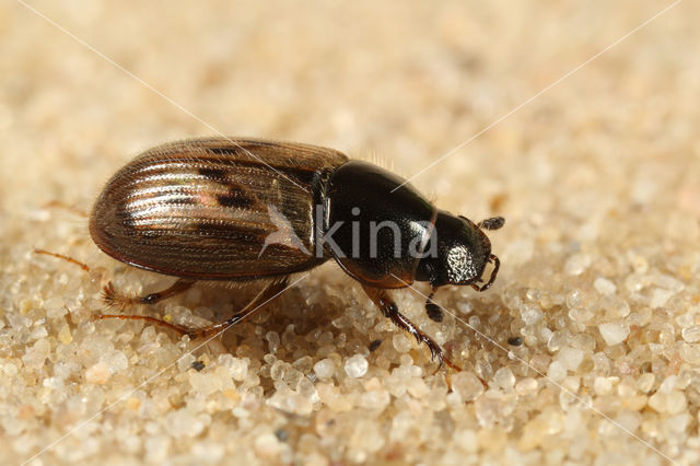 Aphodius contaminatus