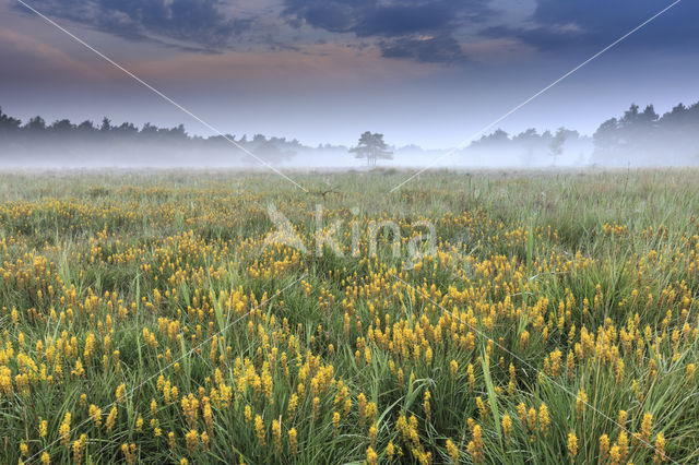 Bog Asphodel (Narthecium ossifragum)