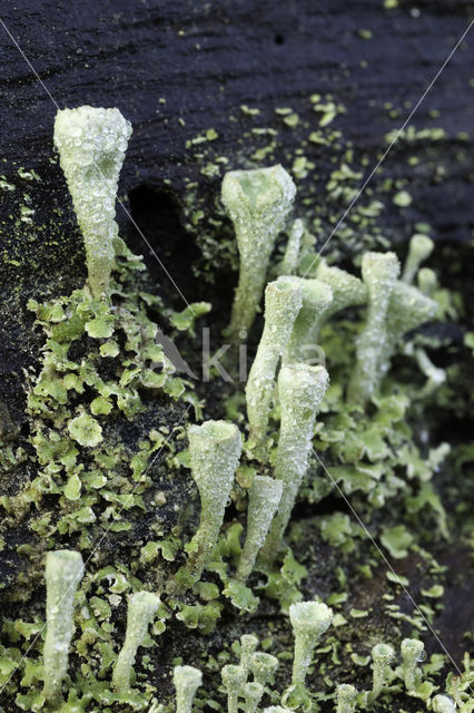 Bekermos (Cladonia spec.)