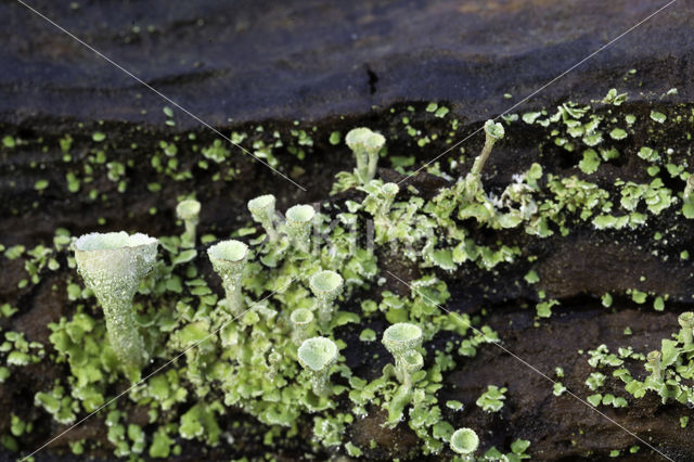 Bekermos (Cladonia spec.)