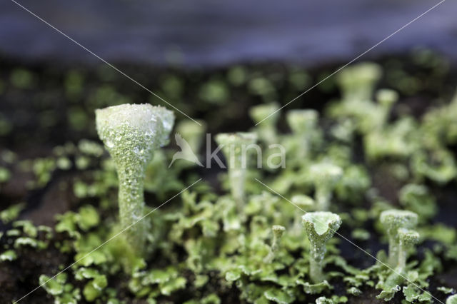 Pixie-cup (Cladonia spec.)