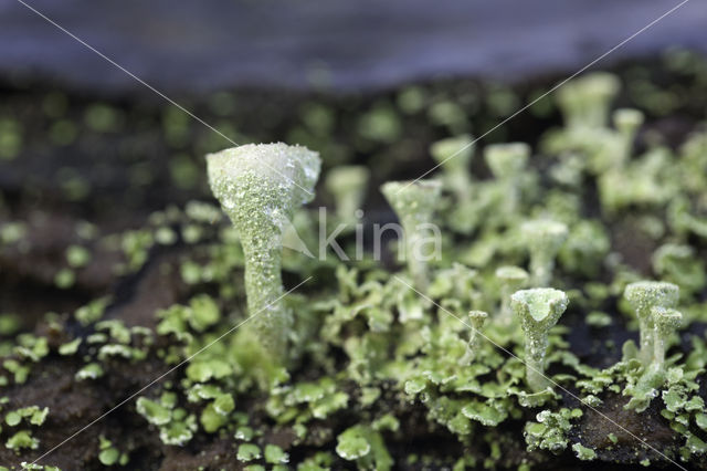 Pixie-cup (Cladonia spec.)