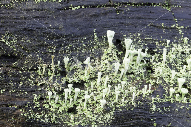 Bekermos (Cladonia spec.)