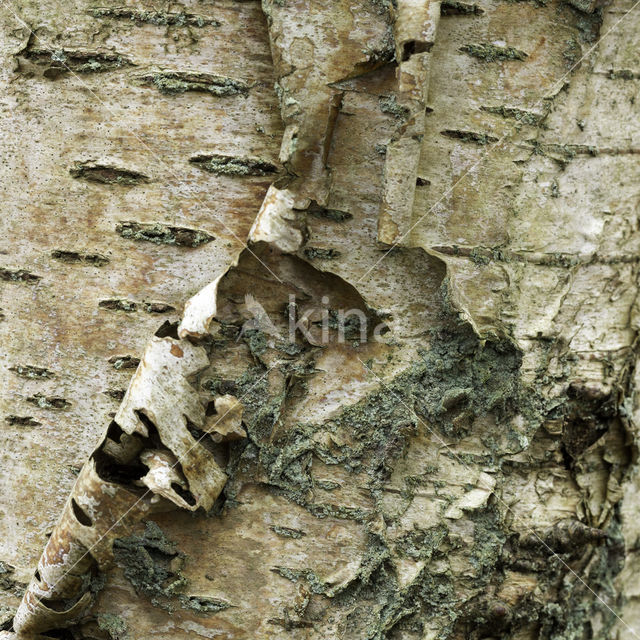 Birch (Betula)