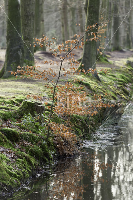 Beech (Fagus sylvatica)