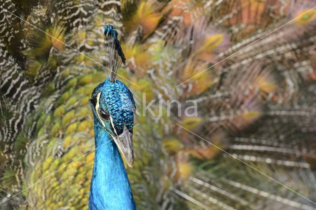 Common peafowl (Pavo cristatus)