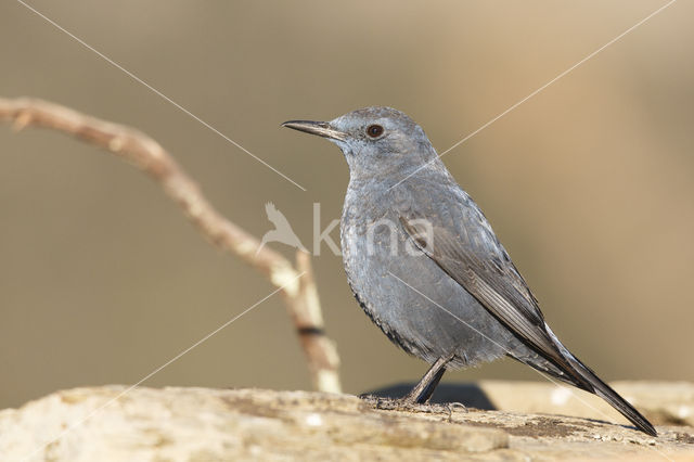 Blauwe Rotslijster (Monticola solitarius)