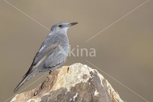 Blauwe Rotslijster (Monticola solitarius)