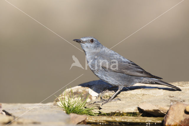 Blauwe Rotslijster (Monticola solitarius)