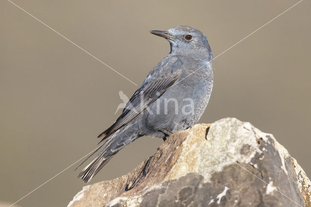 Blauwe Rotslijster (Monticola solitarius)