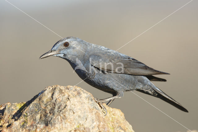 Blauwe Rotslijster (Monticola solitarius)