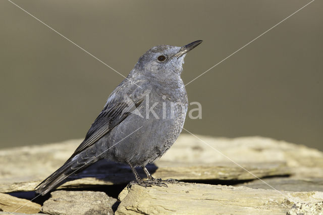 Blue Rock-Thrush (Monticola solitarius)