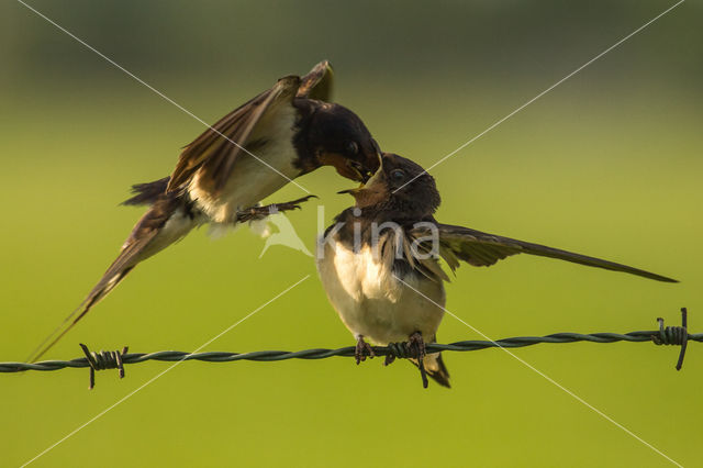 Boerenzwaluw (Hirundo rustica)