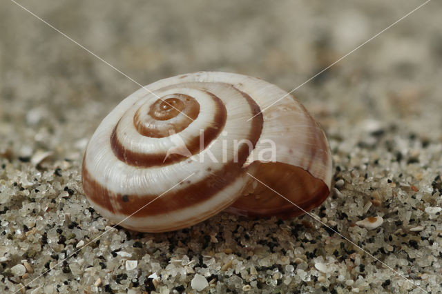 Banded Snail (Cernuella virgata)