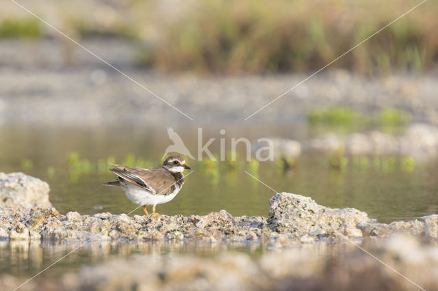 Bontbekplevier (Charadrius hiaticula)