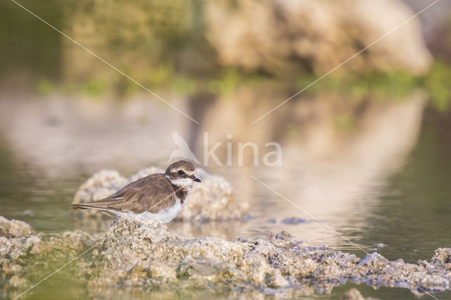 Bontbekplevier (Charadrius hiaticula)