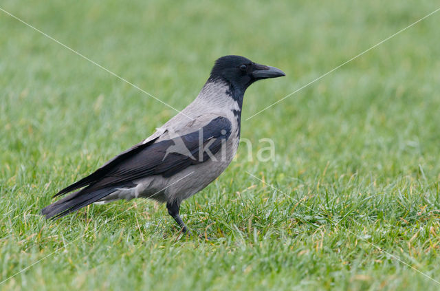 Hooded Crow (Corvus cornix)