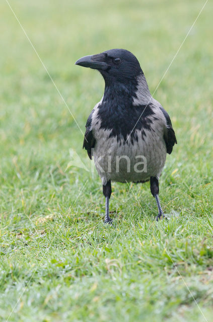 Bonte Kraai (Corvus cornix)