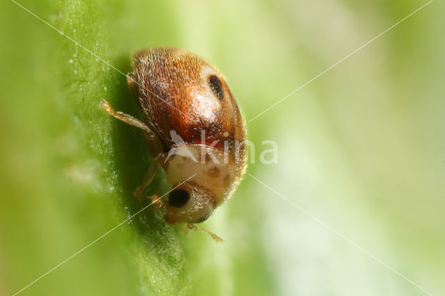 Boogvlekkapoentje (Clitostethus arcuatus)