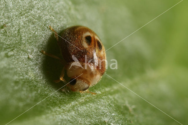 Boogvlekkapoentje (Clitostethus arcuatus)