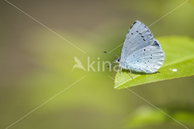 Holly Blue (Celastrina argiolus)