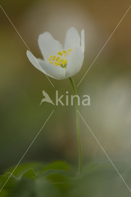 Bosanemoon (Anemone nemorosa)