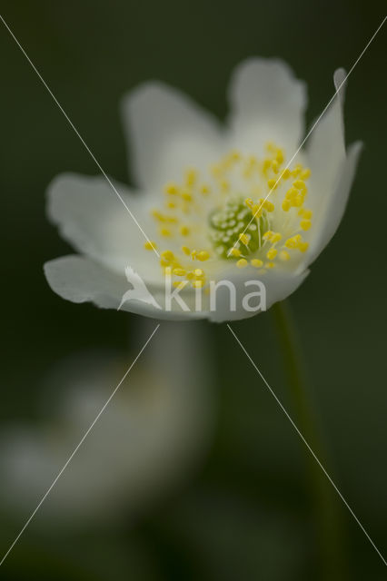 Wood Anemone (Anemone nemorosa)