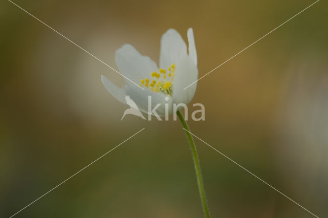 Bosanemoon (Anemone nemorosa)