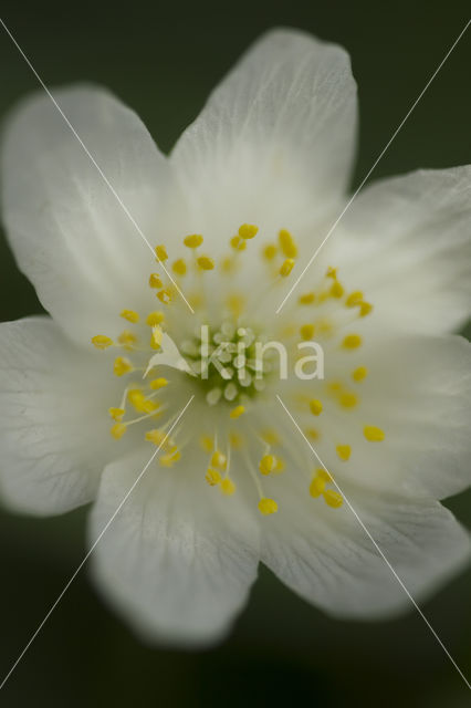 Bosanemoon (Anemone nemorosa)