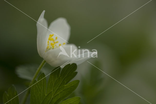 Bosanemoon (Anemone nemorosa)