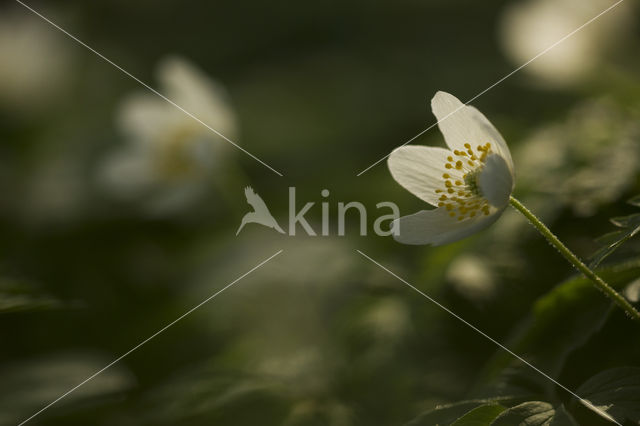 Bosanemoon (Anemone nemorosa)