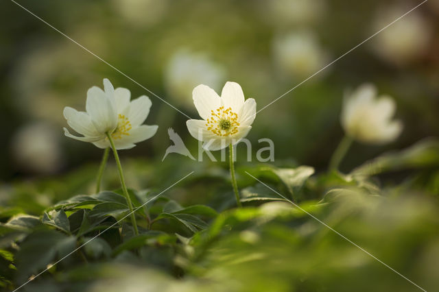 Bosanemoon (Anemone nemorosa)